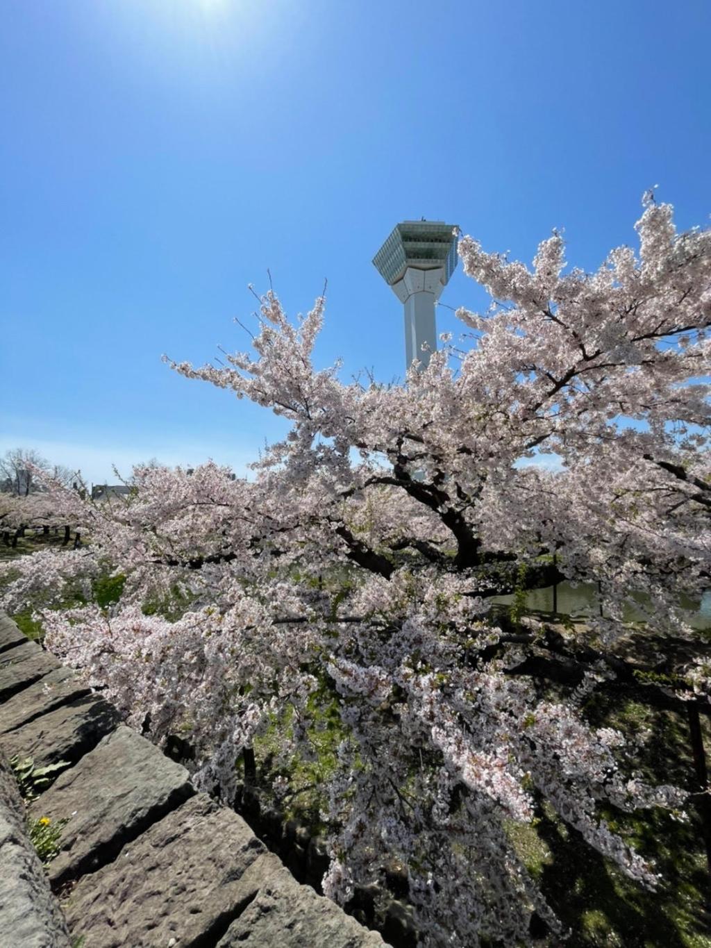 桜🌸